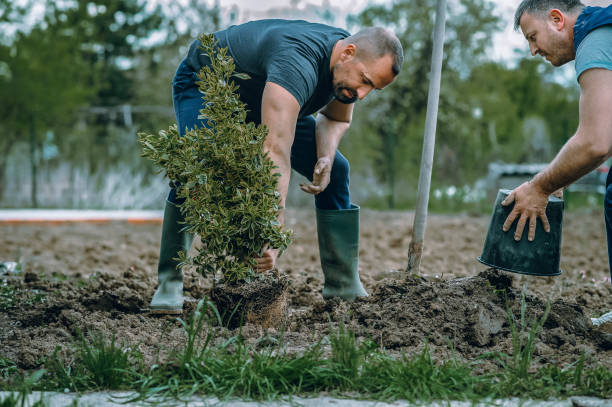 Best Tree Disease Treatment  in Park Hill, OK